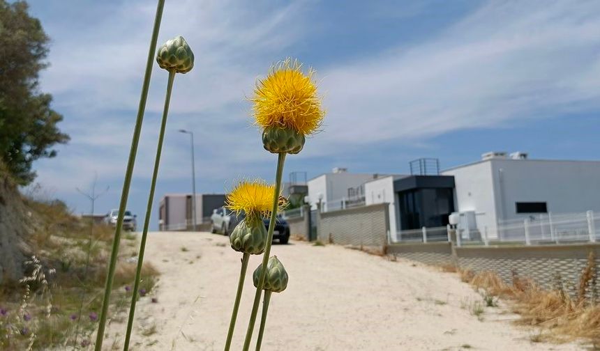 Doğaseverlerden Tülüşah için 'acil koruma' çağrısı