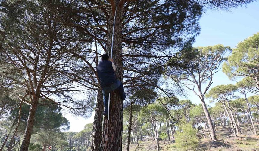 Ekmek parası için komando gibi ağaçlara tırmanıyorlar