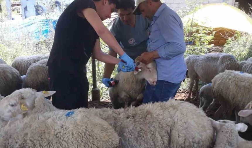 Karpuzlu'da küçükbaş hayvanlar kayıt altına alınıyor
