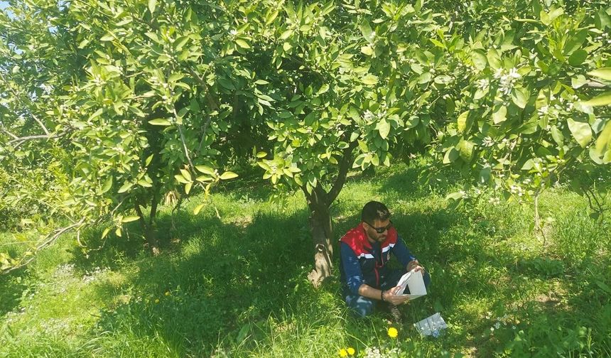 Koçarlı'da Akdeniz meyve sineğine karşı tuzaklı takip sürüyor