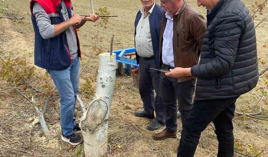 Koçarlı'da üreticilere 'Cevizde Aşılama' eğitimi verilecek