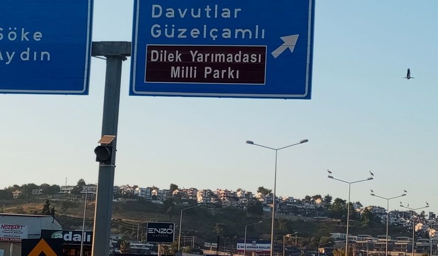 Kuşadası'nda leylekler geri döndü
