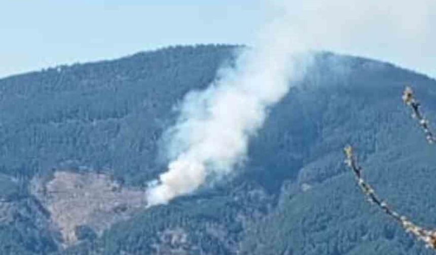 Nazilli'de orman yangını