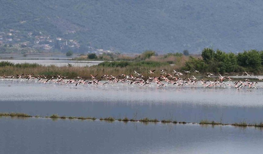 Su altında kalan arazilerde flamingolar görsel şölen oluşturdu