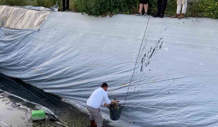 Sulama havuzuna düşen 5 yavru köpeği belediye ekipleri kurtardı