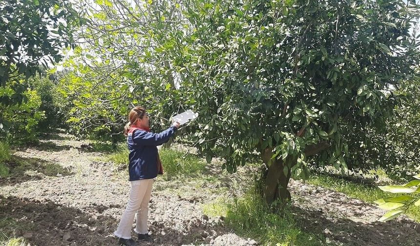 Tarım arazilerinde hastalık ve zararlı mesaisi