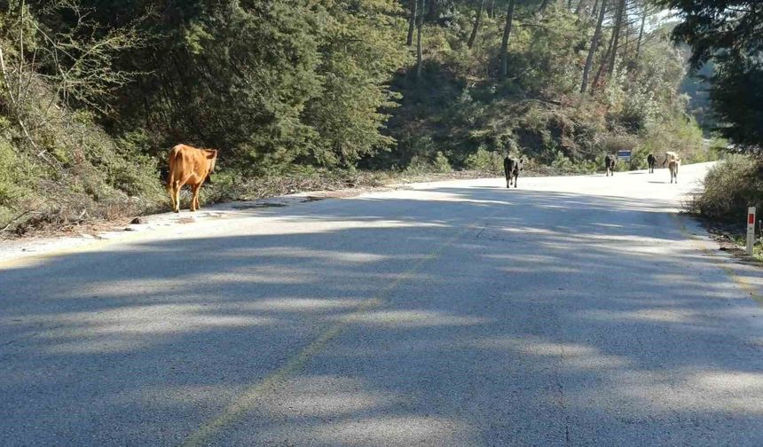 Yem fiyatları arttı, salma besicilik yeniden değer kazandı