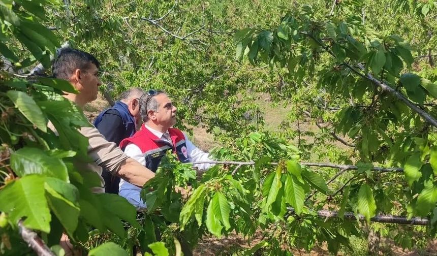 Aydın'da dolu vurdu, zarar gören tarım arazileri yerinde incelendi