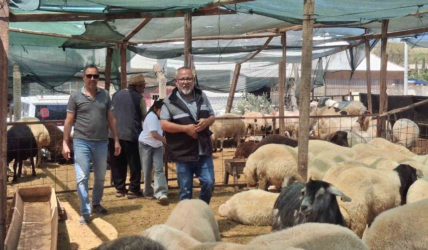 Didim'de kurbanlıklar satışta