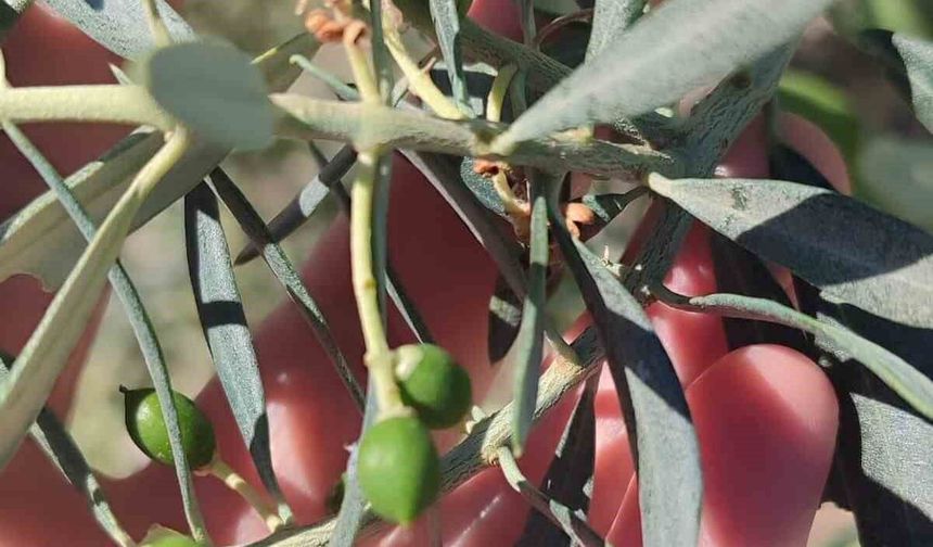Didim'de zeytin üreticilerine 'zeytin güvesi' uyarısı