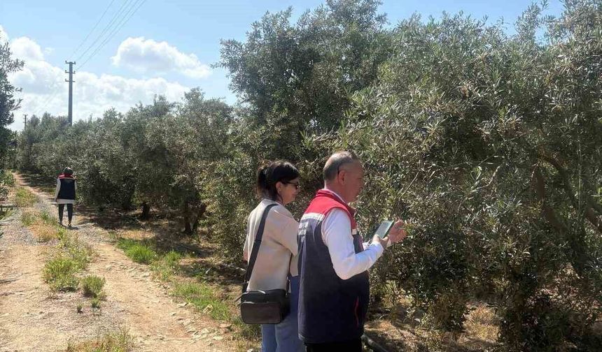 Didim'de zeytin verim tespit çalışmaları başladı