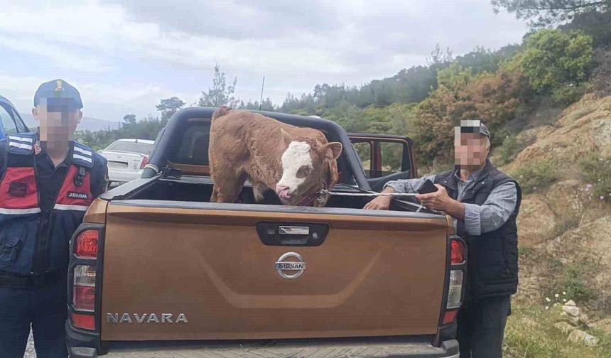 Kurban Bayramı öncesi çalınan büyükbaş hayvan bulunarak sahibine teslim edildi