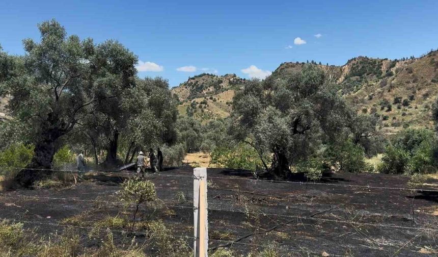 Nazilli'de zeytin bahçesi yangını