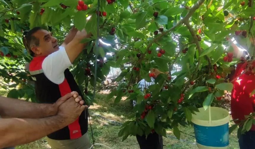 Aydın'da kiraz hasadı sürüyor