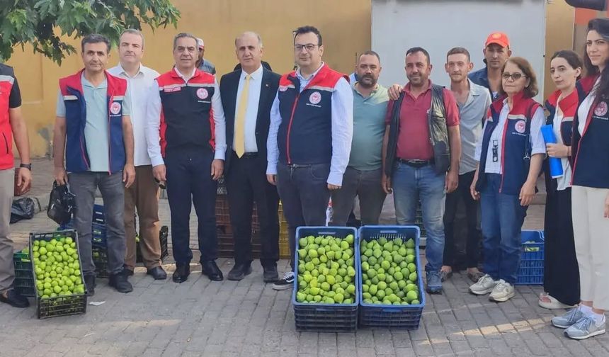 Aydın'ın dünya markası inciri için sahada yoğun mesai
