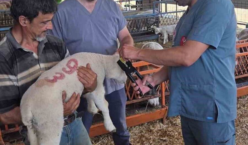 Bozdoğan'da hayvan sağlığı ekipleri sahada