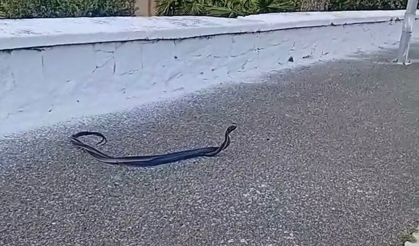 Bozdoğan'da yılanların çiftleşme dansı kamerada