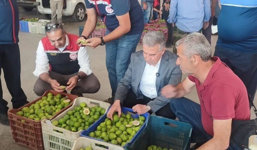 Buharkent'te ilekler, tezgahta incelendi
