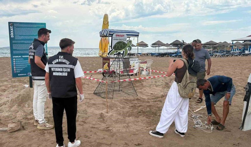 Didim Belediyesi ekiplerinin zamanında müdahalesi caretta carettayı kurtardı