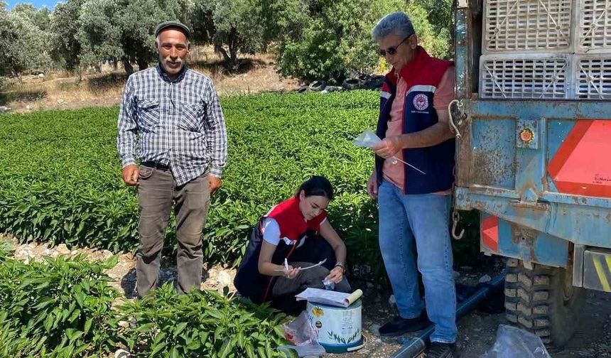 Didim'de salatalıklardan numuneler alındı