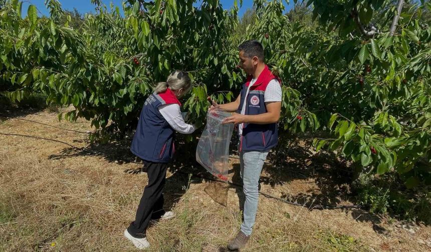 Söke'de kiraz bahçeleri denetlendi, numuneler alındı