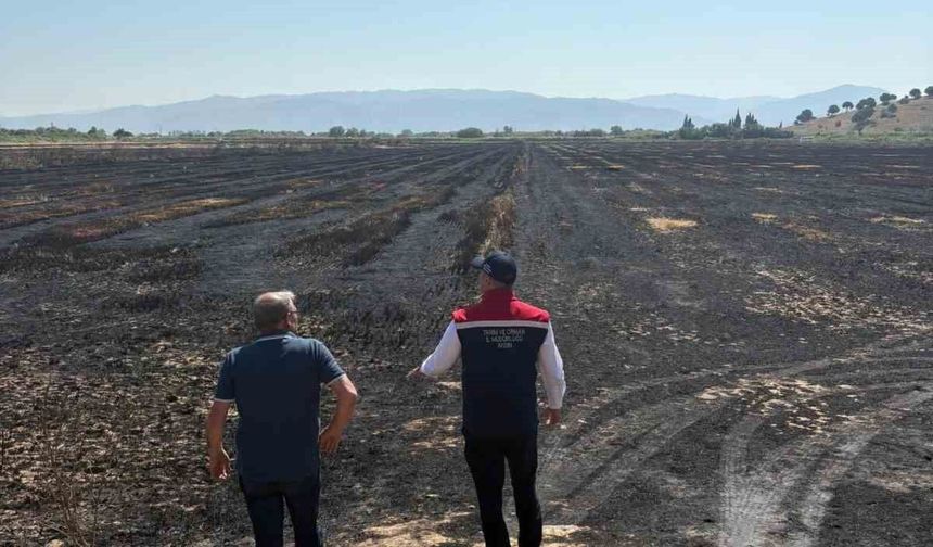 Söke'de yangından zarar gören tarım arazileri incelendi
