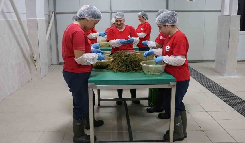 TARIMSAL ÜRÜN FABRİKASI İLE KADINLARLAR ÜRETİYOR EFELER KAZANIYOR