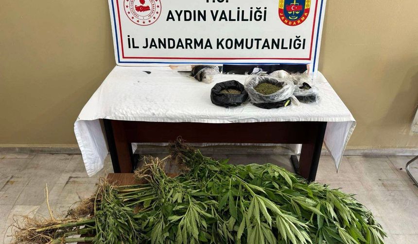 Efeler’de  Yasa Dışı Kenevir Operasyonu