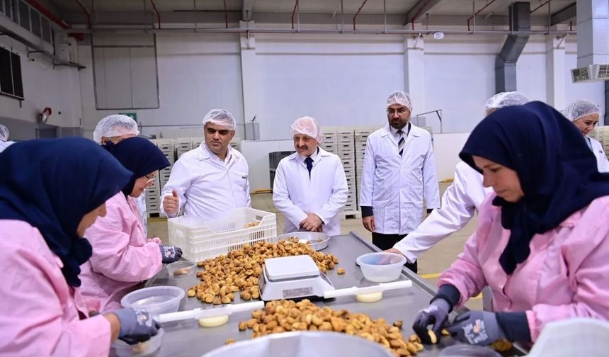 Vali Varol, Nazilli’deki İncir İşleme Fabrikasını Ziyaret Etti