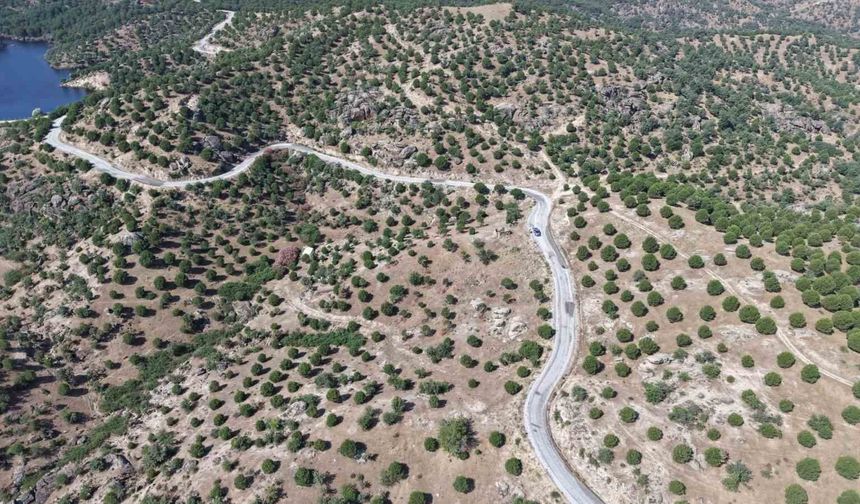 Aydın'da 15 yıl önce dikilen fıstıkçamları kozalak vermeye başladı
