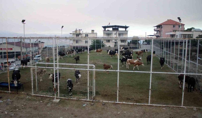Çine'de alevlerin ulaştığı mahallede hayvanlar halı sahada korumaya alındı