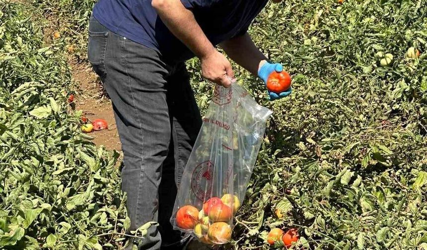 Köşk'te domateste hasat öncesi ilaç kalıntısı denetimi başladı