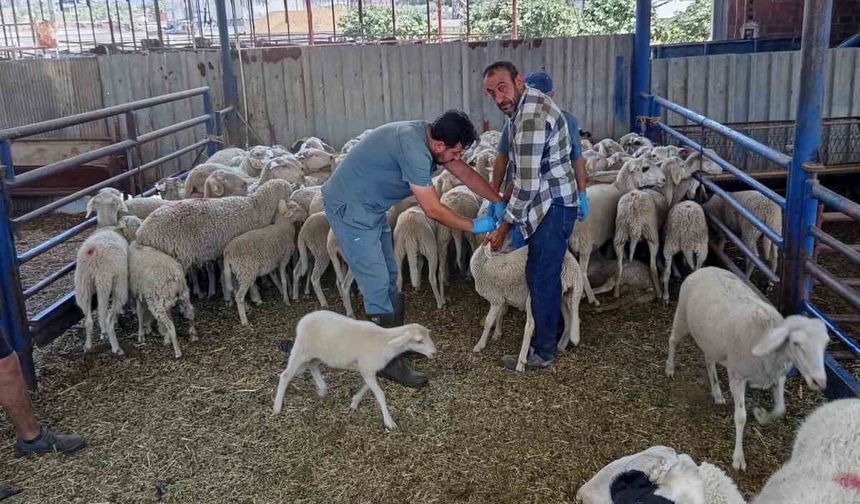 Köşk'te küçükbaş hayvanlar kayıt altına alınıyor