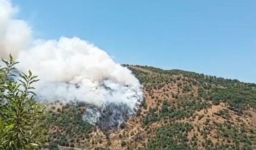 Sultanhisar'da makilik ve orman yangını
