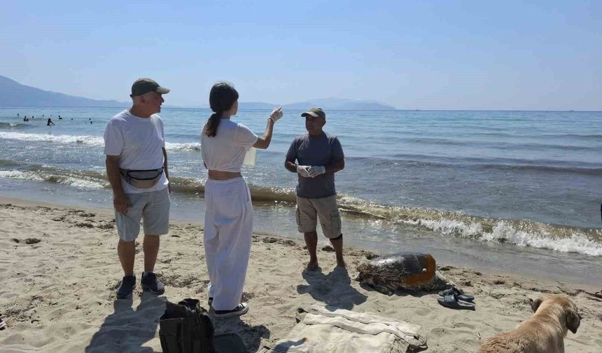 Üremek için geldikleri kıyılarda 3 caretta caretta ölü bulundu
