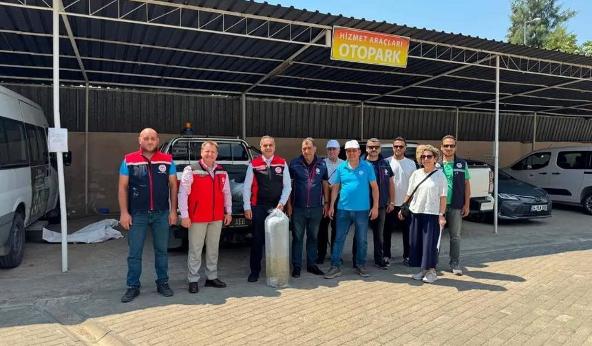 Aydın'da 535 bin sazan suyla buluştu