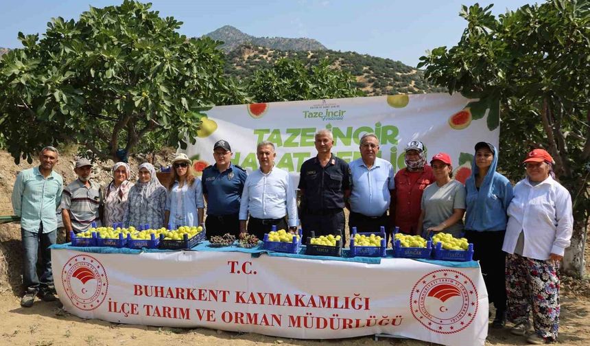 Buharkent'te taze incir hasadı başladı