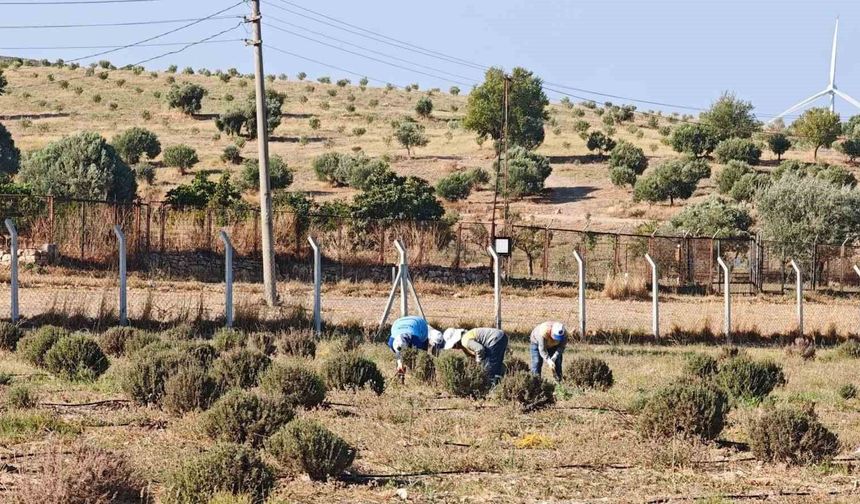 Didim Belediyesi yeşil alanlar için kendi bitkisini üretiyor