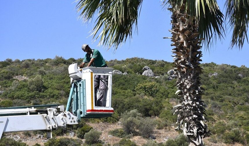 Kuşadası'nda palmiyeler bakıma alındı