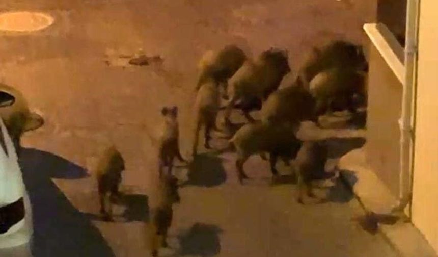 Kuşadası'nda yaban domuzları sürüsü mahalle aralarında görüntülendi