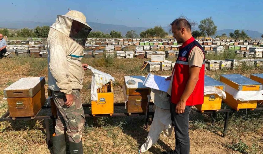 Nazilli'de arılı kovan tespit çalışmaları sürüyor