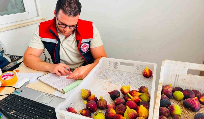 Nazilli'de taze incir denetimi