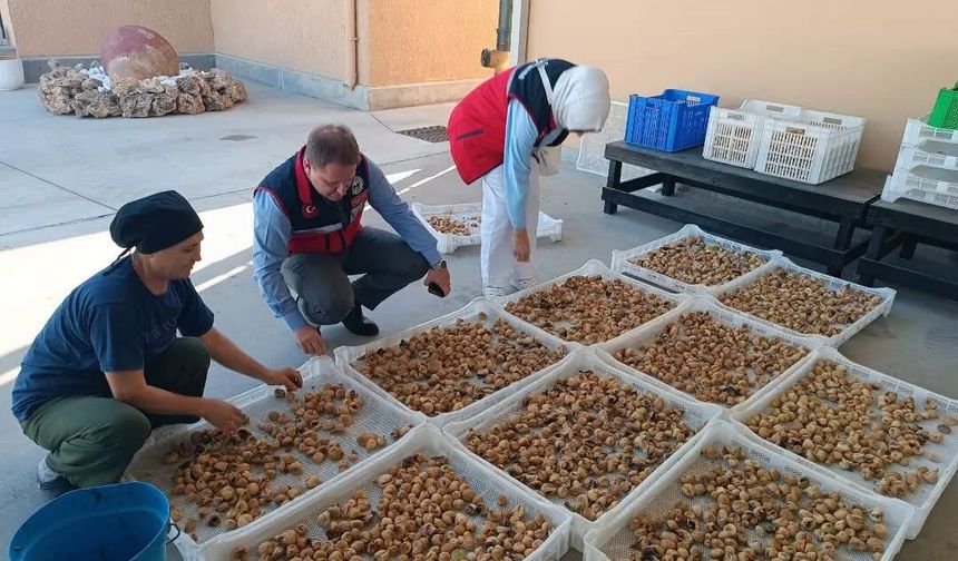 Aydın incirinin kalitesi için denetimler sürüyor