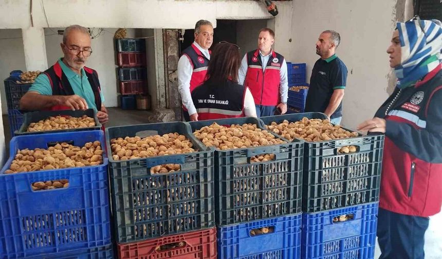 Aydın'da kuru incir için sıkı denetim