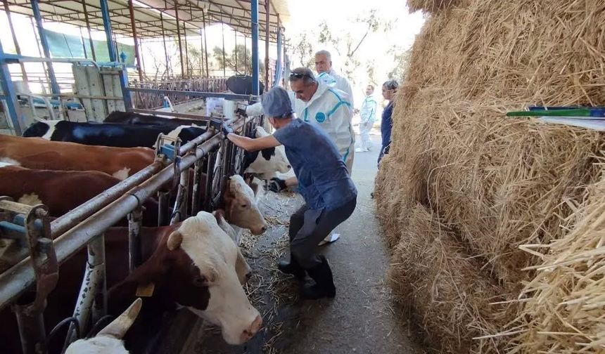 Aydın'da sonbahar şap aşısı kampanyası başladı