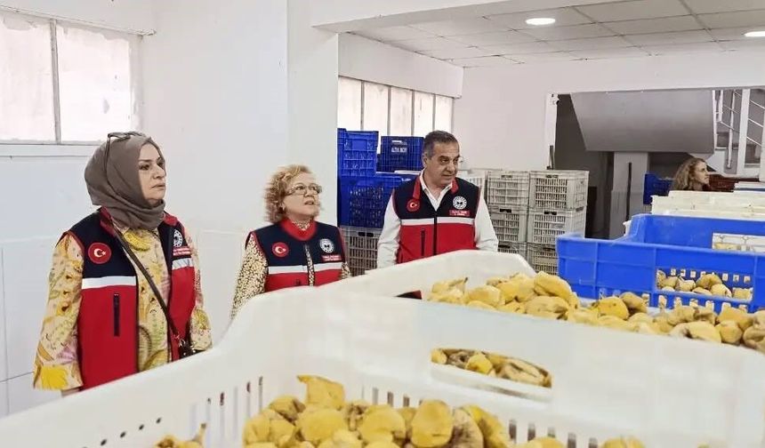 Aydın'ın sarı altını incir için denetimler sıklaştırıldı