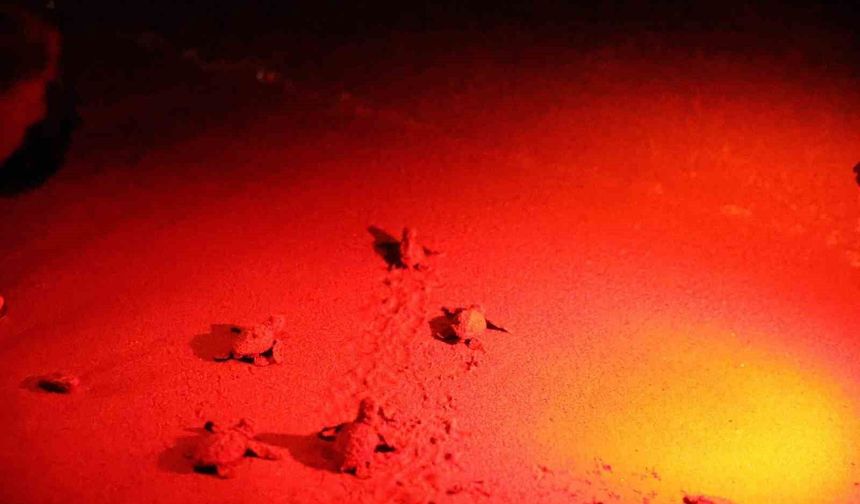 Didim Belediyesi Caretta Caretta'ların güvenli yolculuğuna eşlik ediyor