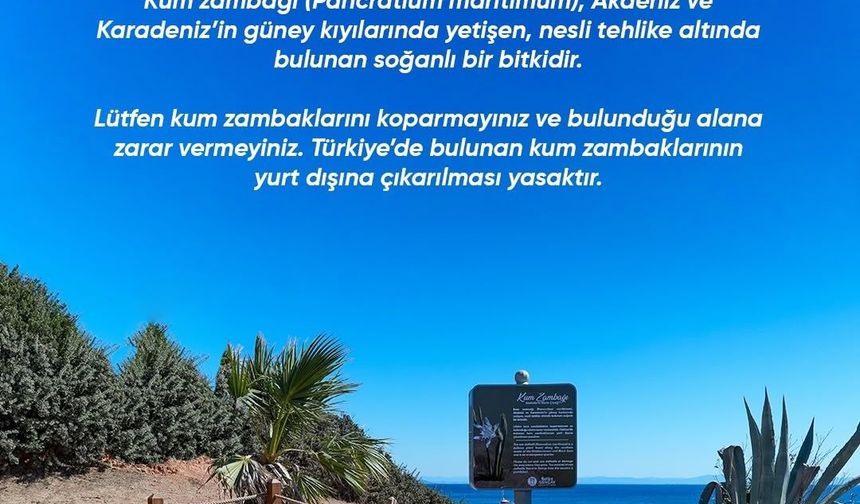 Didim Belediyesi Kum Zambağı'nı koruma altına aldı
