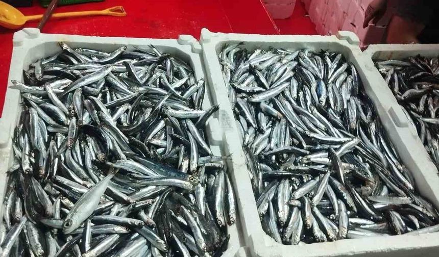 Didim'de hamsi denetimi sürüyor
