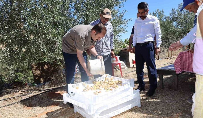 Kaymakam Battal, incir hasadında üreticilerle bir araya geldi